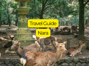 Top Things to Do in Nara in One Day